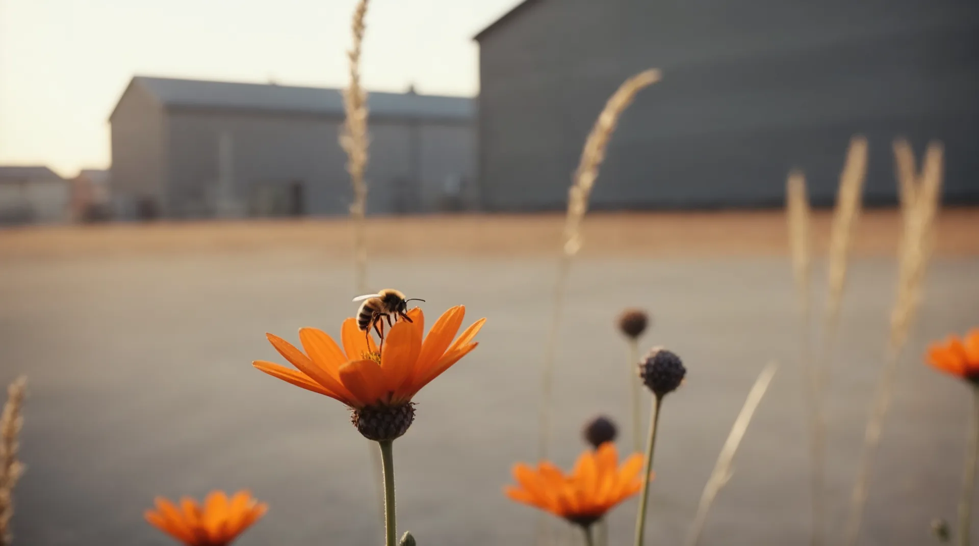 So locken Sie Talente an wie Nektar die Honigbienen